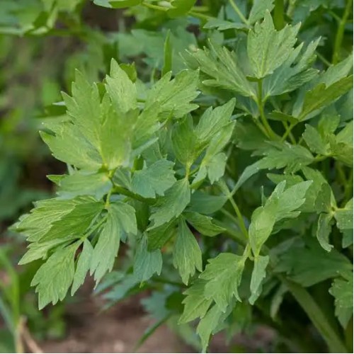 Любисток свежий 65 грамм